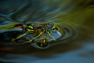 BUITEN BEELD Foto: 288801