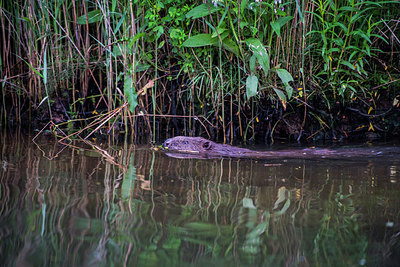 BUITEN BEELD Foto: 288805