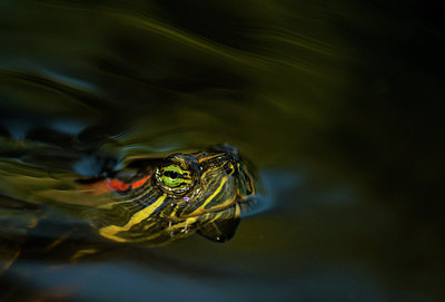 BUITEN BEELD Foto: 288808