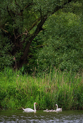 BUITEN BEELD Foto: 288817