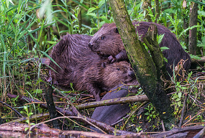 BUITEN BEELD Foto: 288822