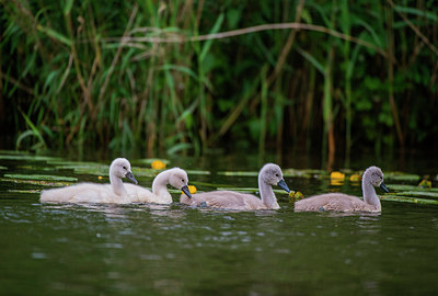 BUITEN BEELD Foto: 288825