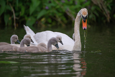 BUITEN BEELD Foto: 288834