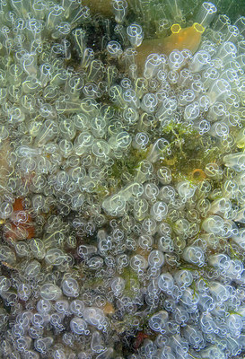 BUITEN BEELD Foto: 288841