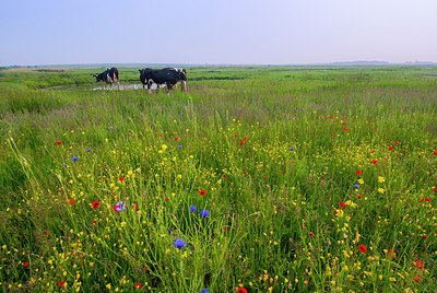 BUITEN BEELD Foto: 288847