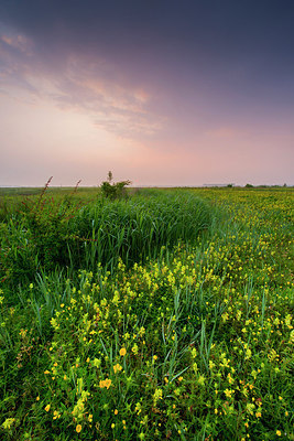 BUITEN BEELD Foto: 288849