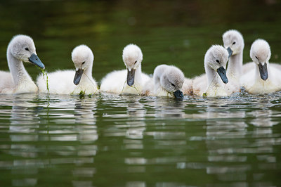 BUITEN BEELD Foto: 288852