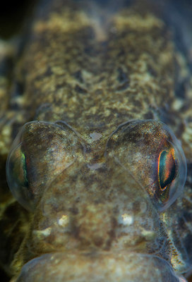 BUITEN BEELD Foto: 288859