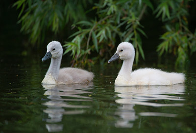 BUITEN BEELD Foto: 288874