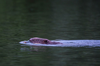 BUITEN BEELD Foto: 288875