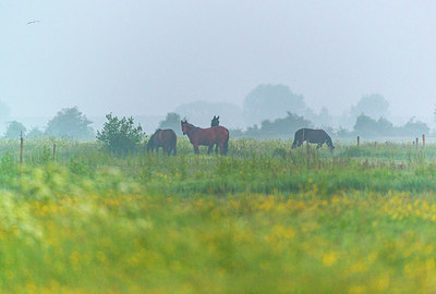 BUITEN BEELD Foto: 288878