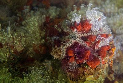 BUITEN BEELD Foto: 288889