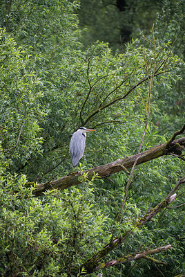 BUITEN BEELD Foto: 288903