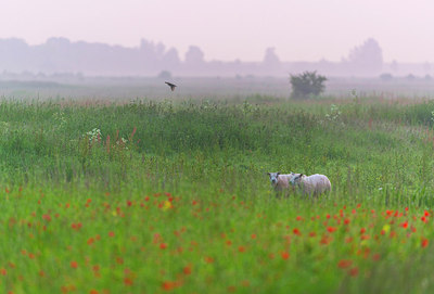 BUITEN BEELD Foto: 288905