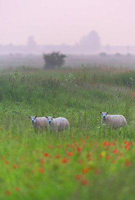 BUITEN BEELD Foto: 288914