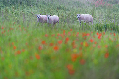 BUITEN BEELD Foto: 288923