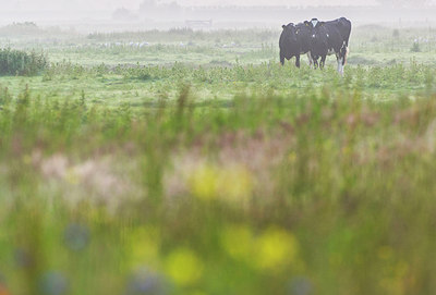 BUITEN BEELD Foto: 288931