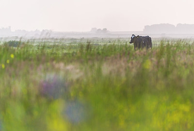 BUITEN BEELD Foto: 288935