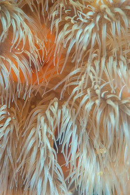 BUITEN BEELD Foto: 288942