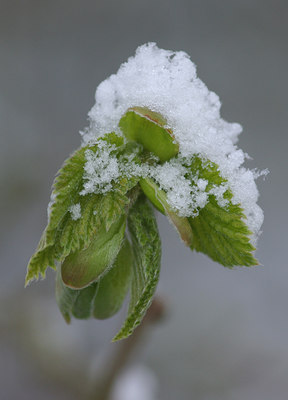 BUITEN BEELD Foto: 28000