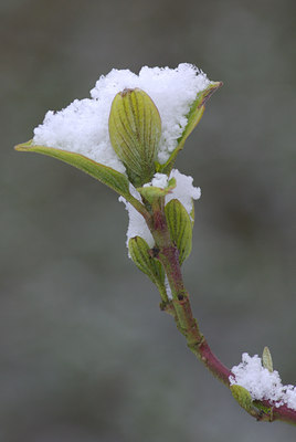 BUITEN BEELD Foto: 28005