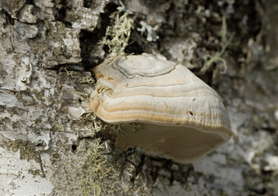 BUITEN BEELD Foto: 28060