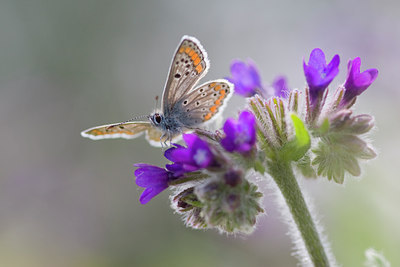 BUITEN BEELD Foto: 28153
