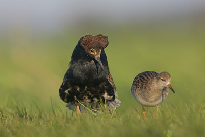 BUITEN BEELD Foto: 28162
