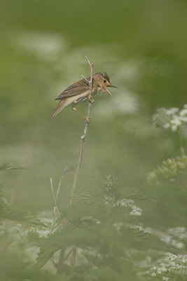 BUITEN BEELD Foto: 28167