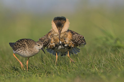 BUITEN BEELD Foto: 28168