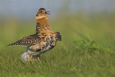 BUITEN BEELD Foto: 28169
