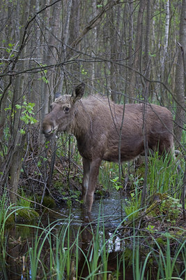 BUITEN BEELD Foto: 28181