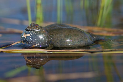 BUITEN BEELD Foto: 28201