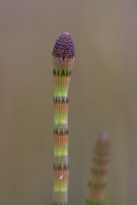 BUITEN BEELD Foto: 28253