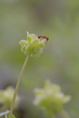 BUITEN BEELD Foto: 28255