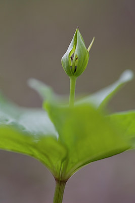 BUITEN BEELD Foto: 28258