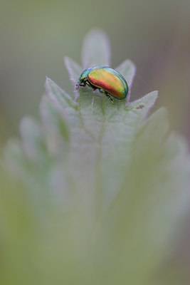 BUITEN BEELD Foto: 28260