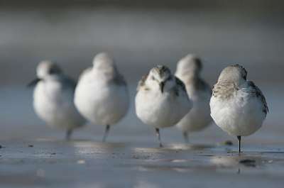 BUITEN BEELD Foto: 28298
