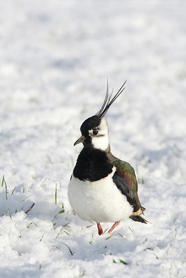 BUITEN BEELD Foto: 28323