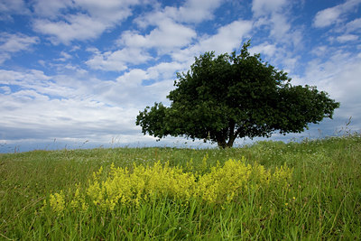 BUITEN BEELD Foto: 28337