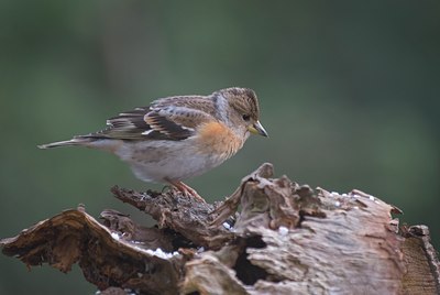 BUITEN BEELD Foto: 28342