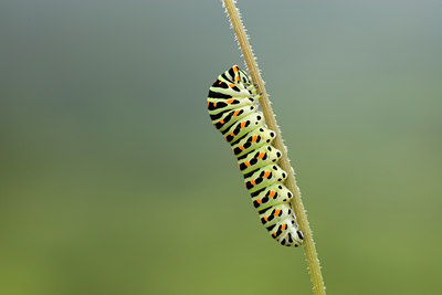 BUITEN BEELD Foto: 28374