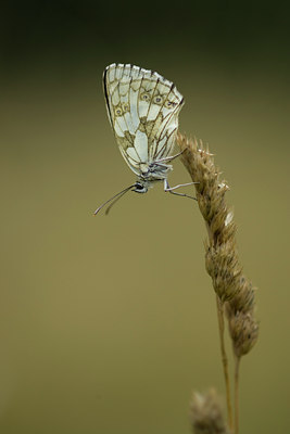 BUITEN BEELD Foto: 28375