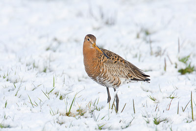 BUITEN BEELD Foto: 28400