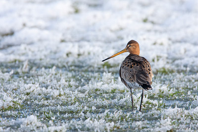 BUITEN BEELD Foto: 28401