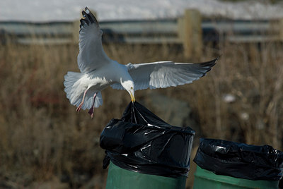 BUITEN BEELD Foto: 28419