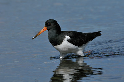 BUITEN BEELD Foto: 28444