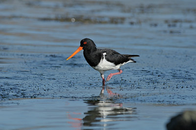 BUITEN BEELD Foto: 28449