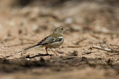 BUITEN BEELD Foto: 28472