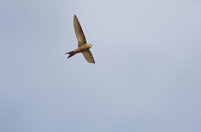 BUITEN BEELD Foto: 28474